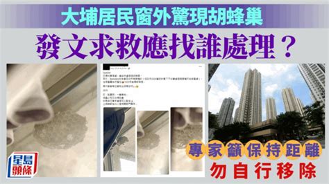 窗戶蜂窩|大埔居民窗外驚現胡蜂巢 發文求救應找誰處理？ 專家。